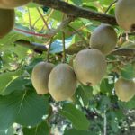 東京ゴールドとは？黄色系キウイの新品種｜特徴・糖度・豊産性・追熟期間まとめ